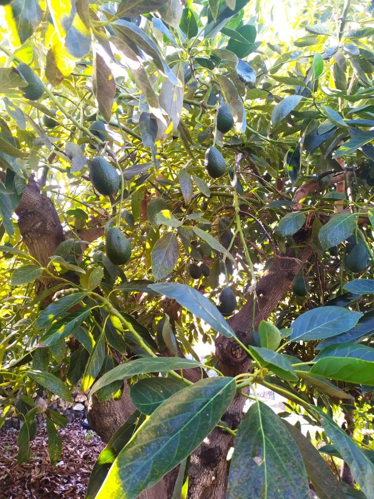 הוילה אל פאסו Rural Jardines La Quinta מראה חיצוני תמונה
